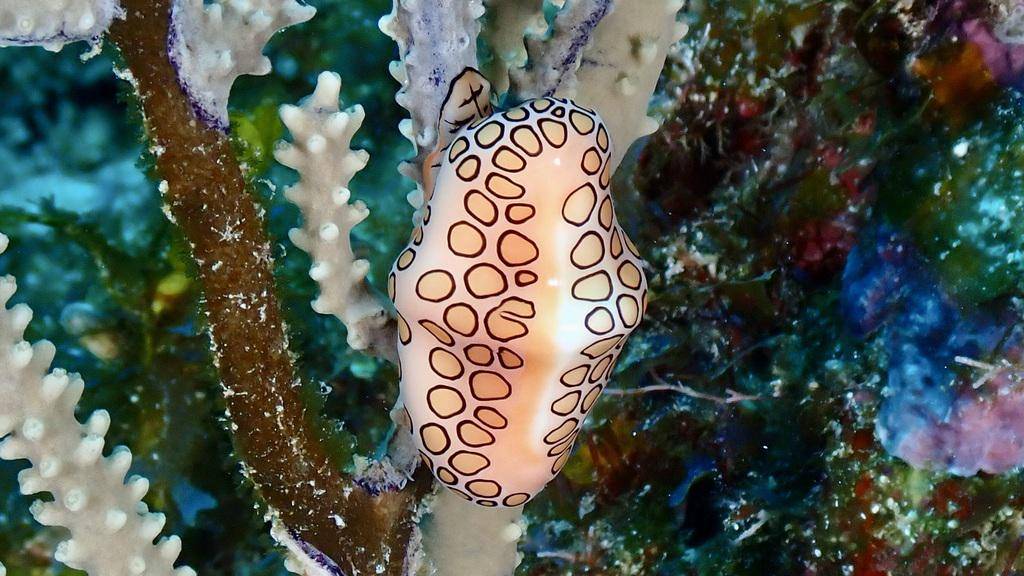 Flamingo tongue snail (inaturalist.org/Chris Spain)