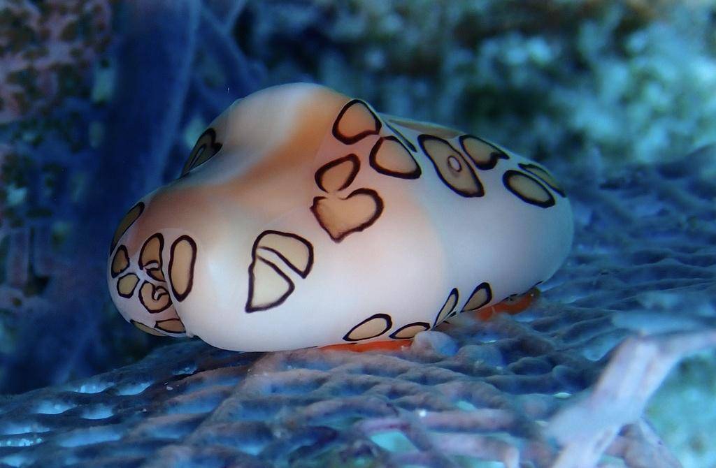 Flamingo tongue snail (inaturalist.org/Jan-Paul Boerekamps)