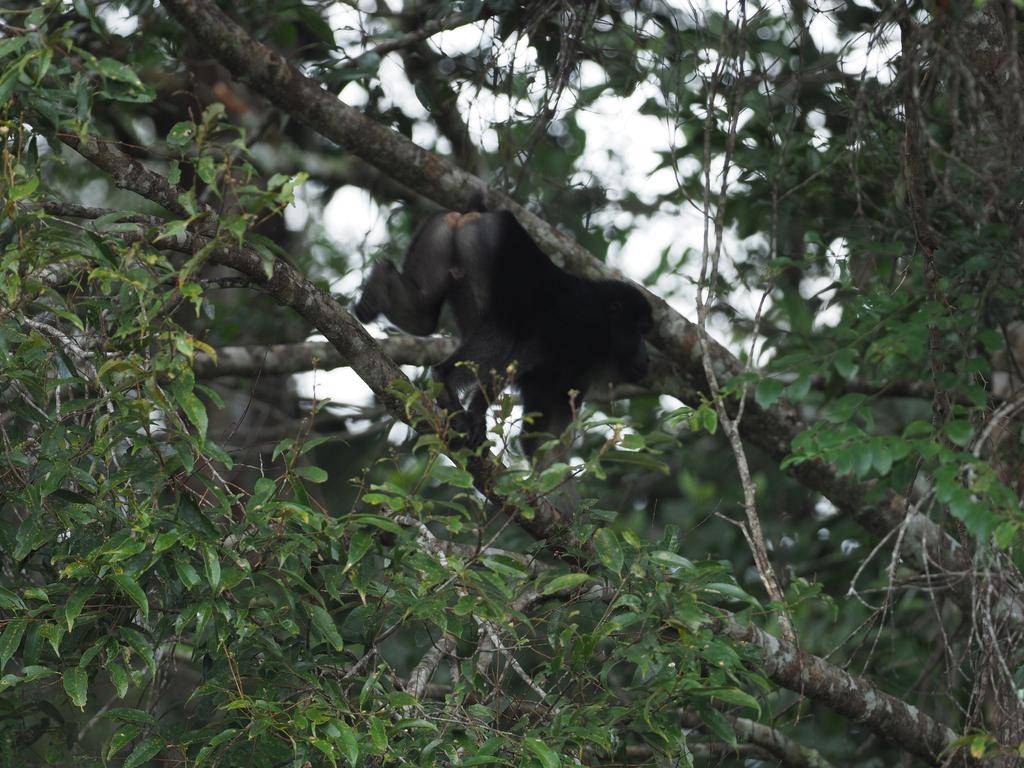 seekor monyet digo yang sedang bergerak di atas pohon (inaturalist.org/james_birdtourasia)
