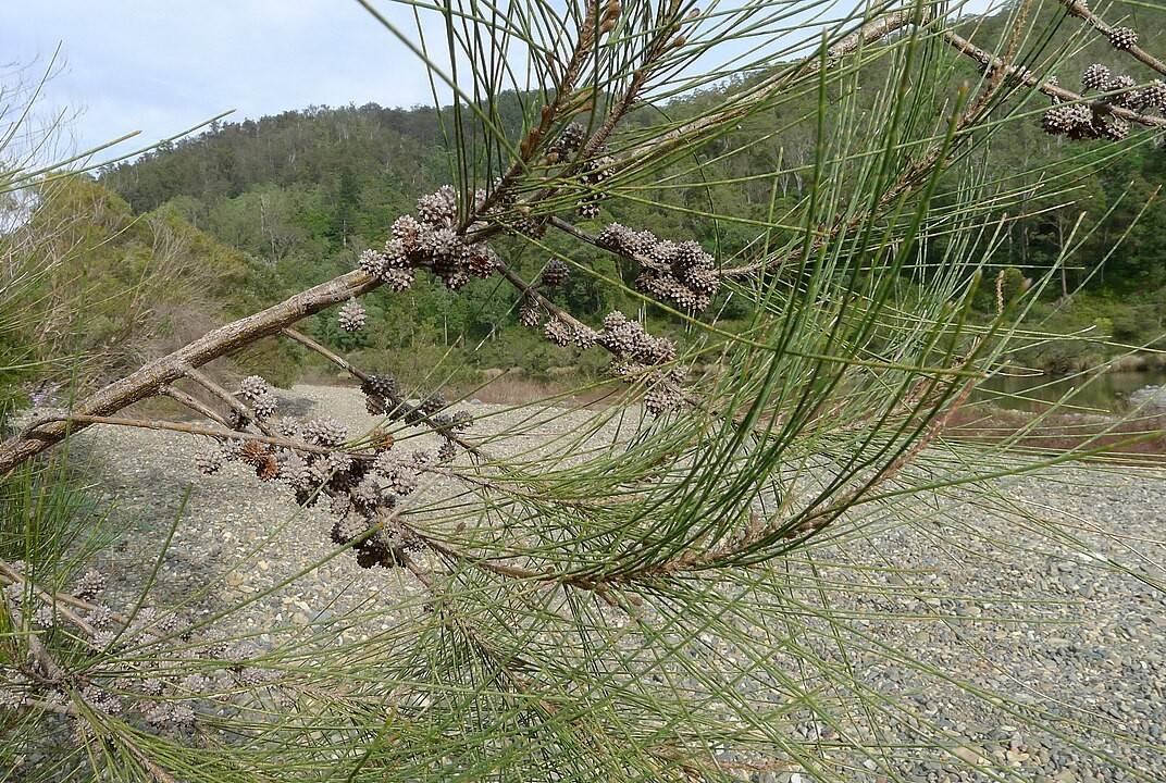 cemara (commons.wikimedia.org/John Tann)