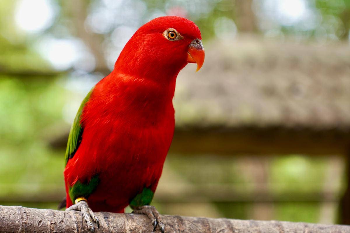 ilustrasi burung beo