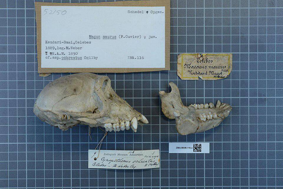 sisa tengkorak dari monyet digo (commons.wikimedia.org/Ogilby/Naturalis Biodiversity Center)