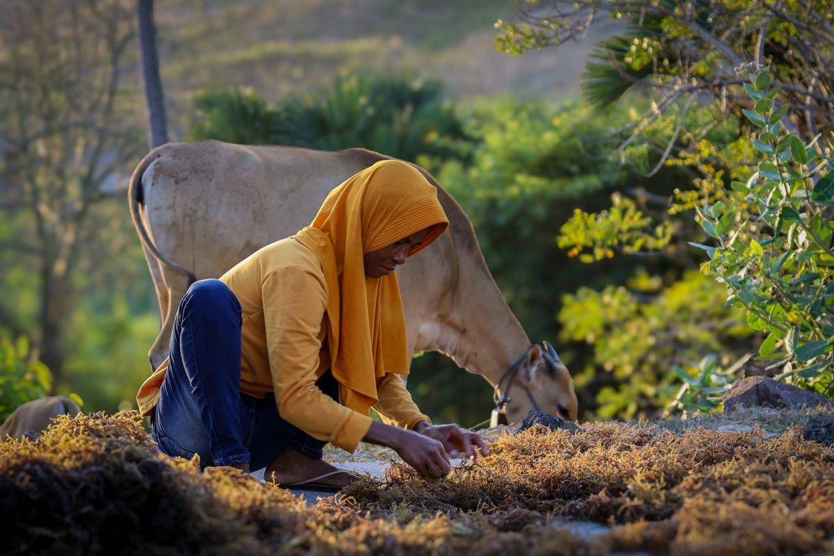 Perempuan yang jongkok di samping sapi (unsplash.com/Nejc Sinkovec)