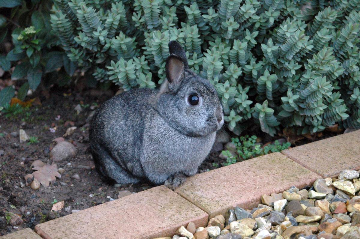 potret kelinci Netherland Dwarf berukuran mini dengan sorot mata yang lincah 