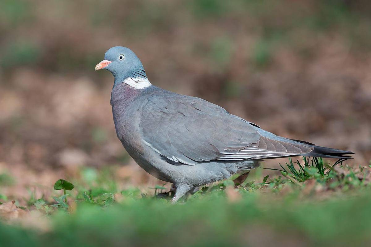 Merpati Kayu