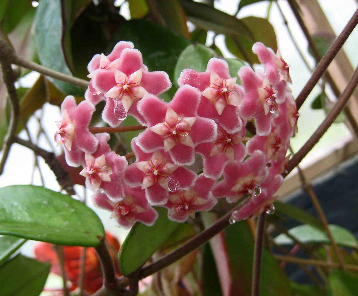Ilustrasi tanaman hoya (commons.wikimedia.org/阿橋 HQ)