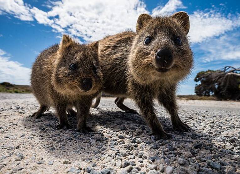 Quokka