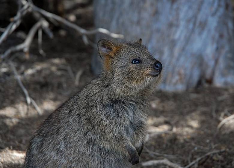 Quokka