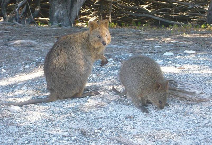 Quokka