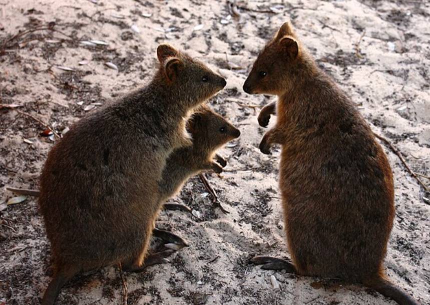 Quokka