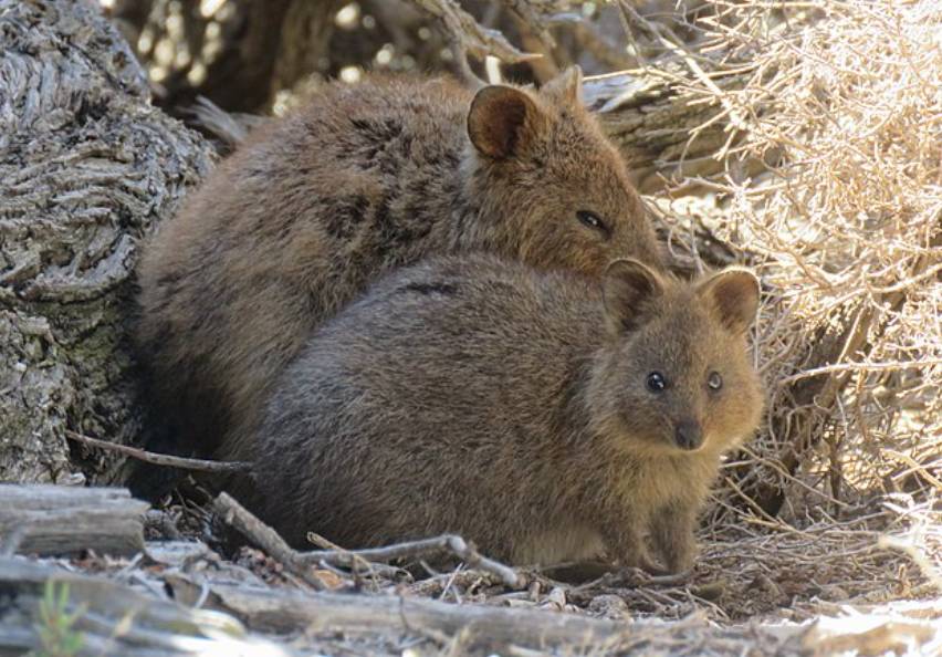 Quokka