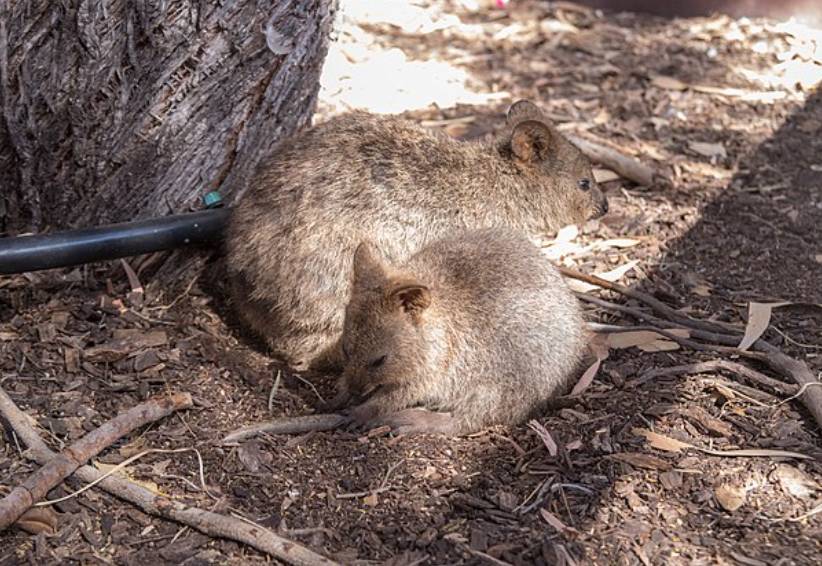 Quokka