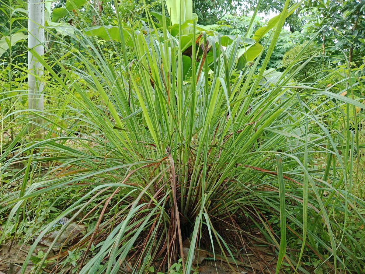 Ilustrasi tanaman lemongrass mini (commons.wikimedia.org/TATANG ISKANDAR)