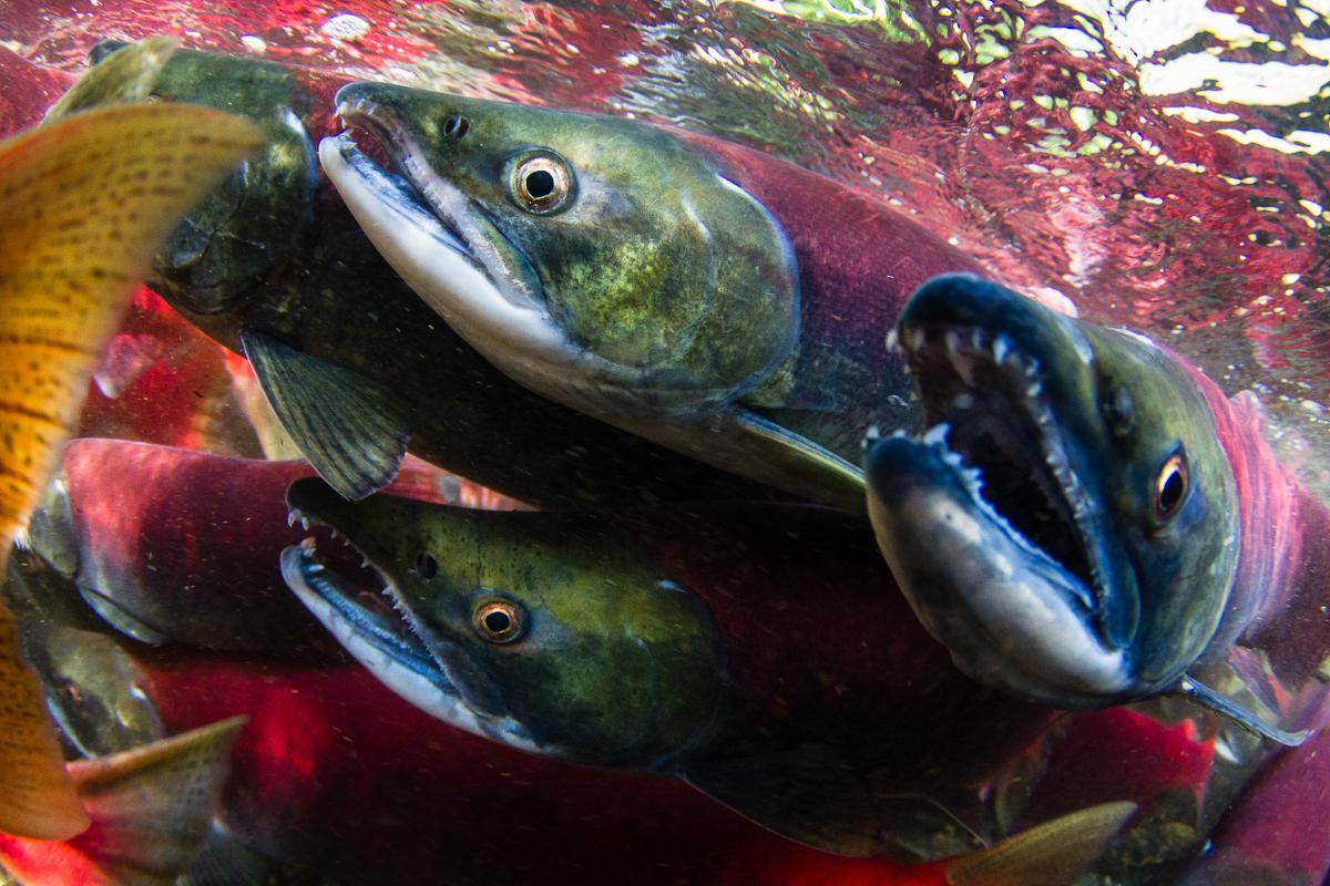 Salmon