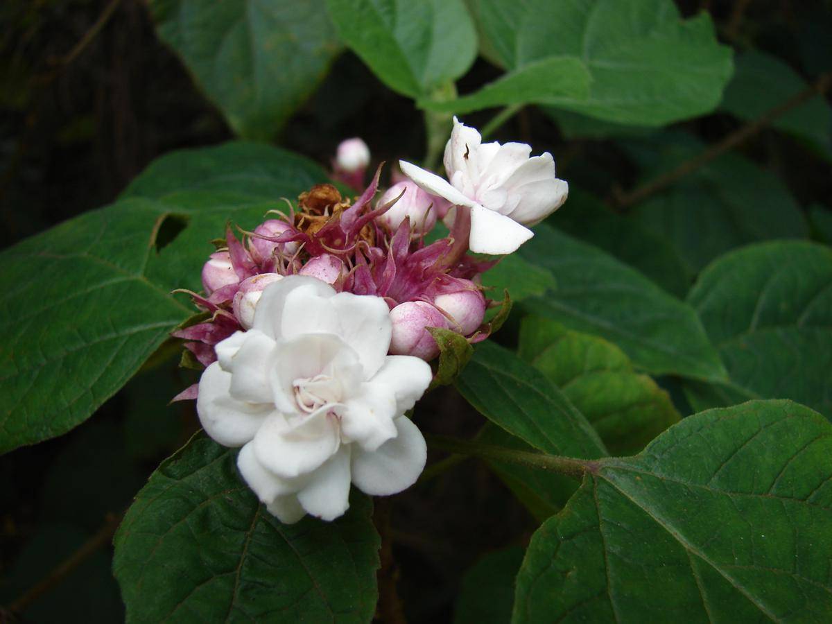 Ilustrasi tanaman rosalia (commons.wikimedia.org/Forest & Kim Starr)
