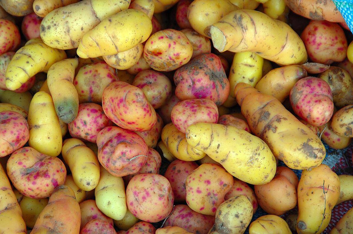 umbi-umbian (commons.wikimedia.org/Eric Hunt)