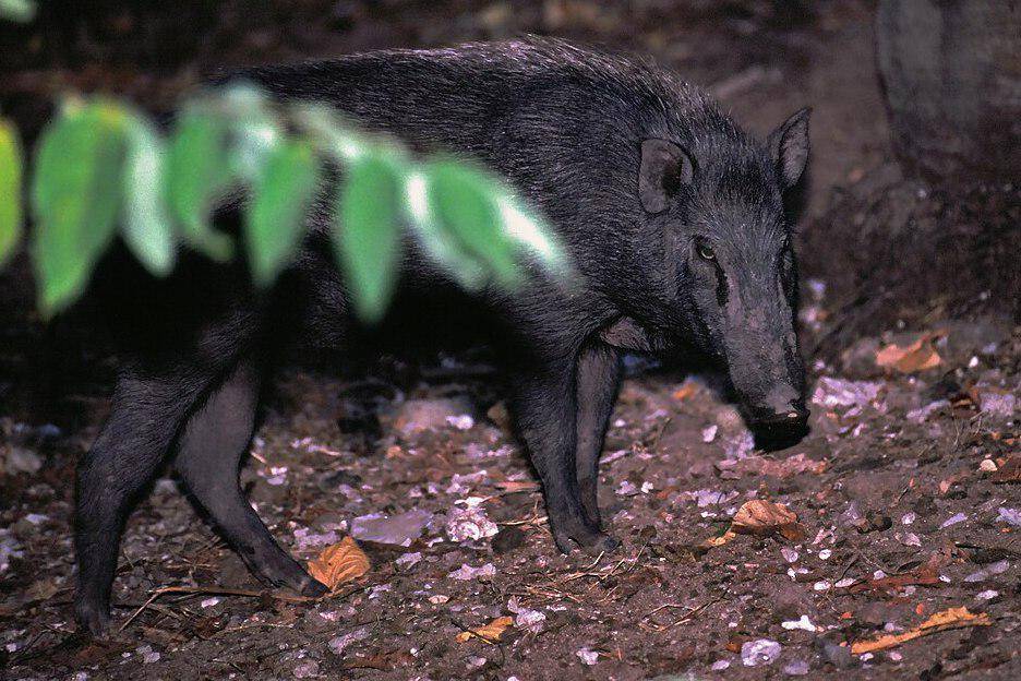 Bagas atau babi hutan di Pulau Komodo (commons.wikimedia.org/Bernard DUPONT)