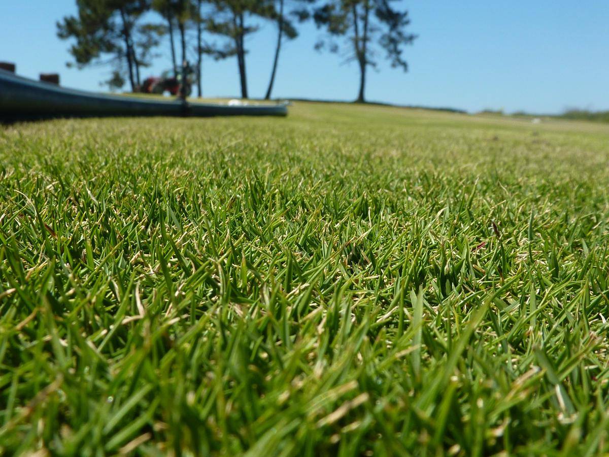 Ilustrasi rumput manila (commons.wikimedia.org/David-Pierre Mangiapan)