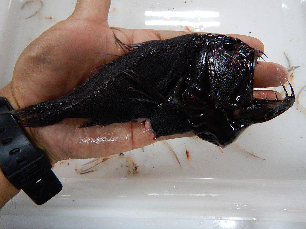 Ikan Gigi Taring