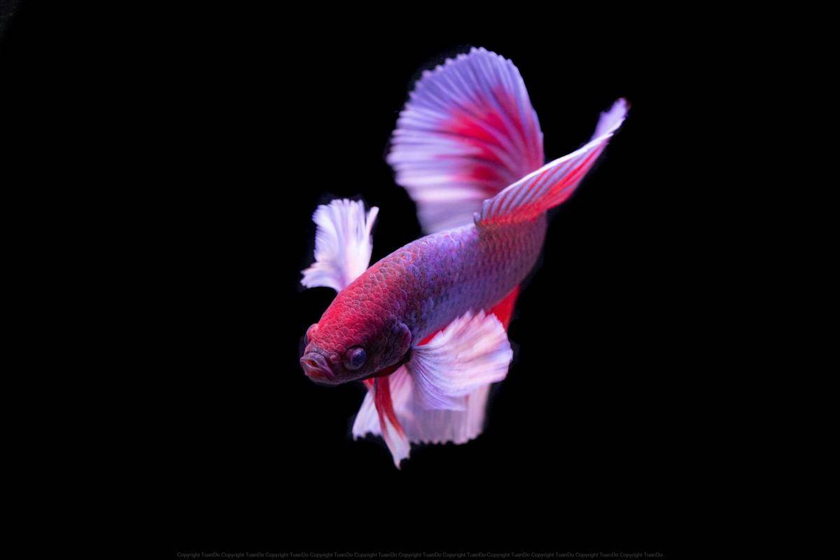 ilustrasi ikan cupang (pexels.com/Đỗ Minh Hà Tuấn)