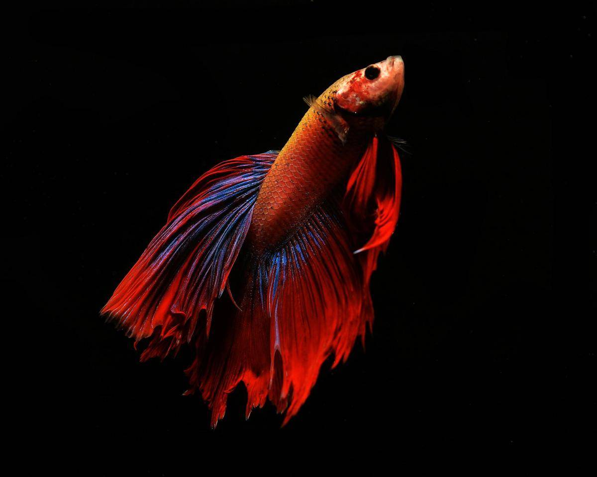 ilustrasi ikan cupang (pexels.com/Noel Snpr)