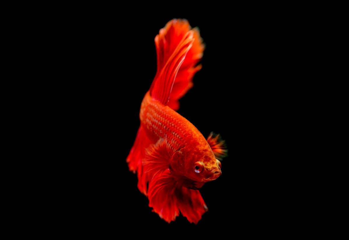 ilustrasi ikan cupang (pexels.com/Đỗ Minh Hà Tuấn)