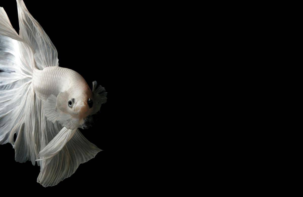 ilustrasi ikan cupang (pexels.com/Chevanon Photography)