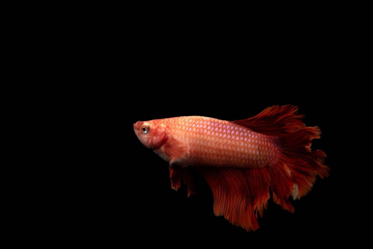 ilustrasi ikan cupang (pexels.com/Daniel Franco)