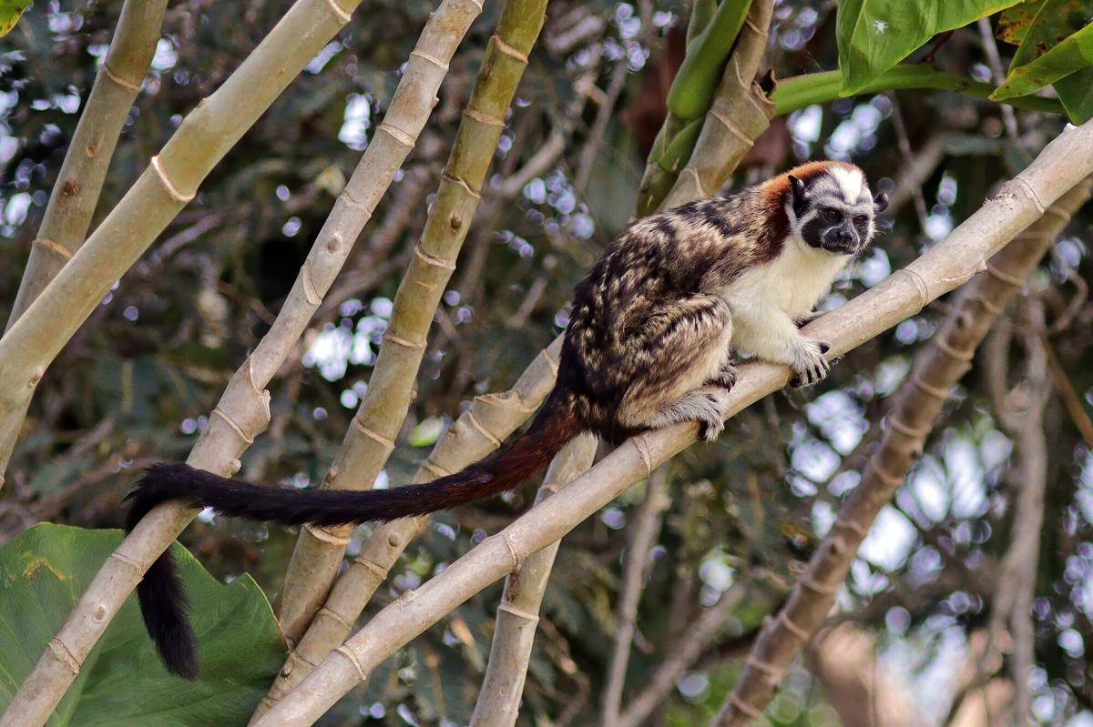 Geoffroy’s Tamarin