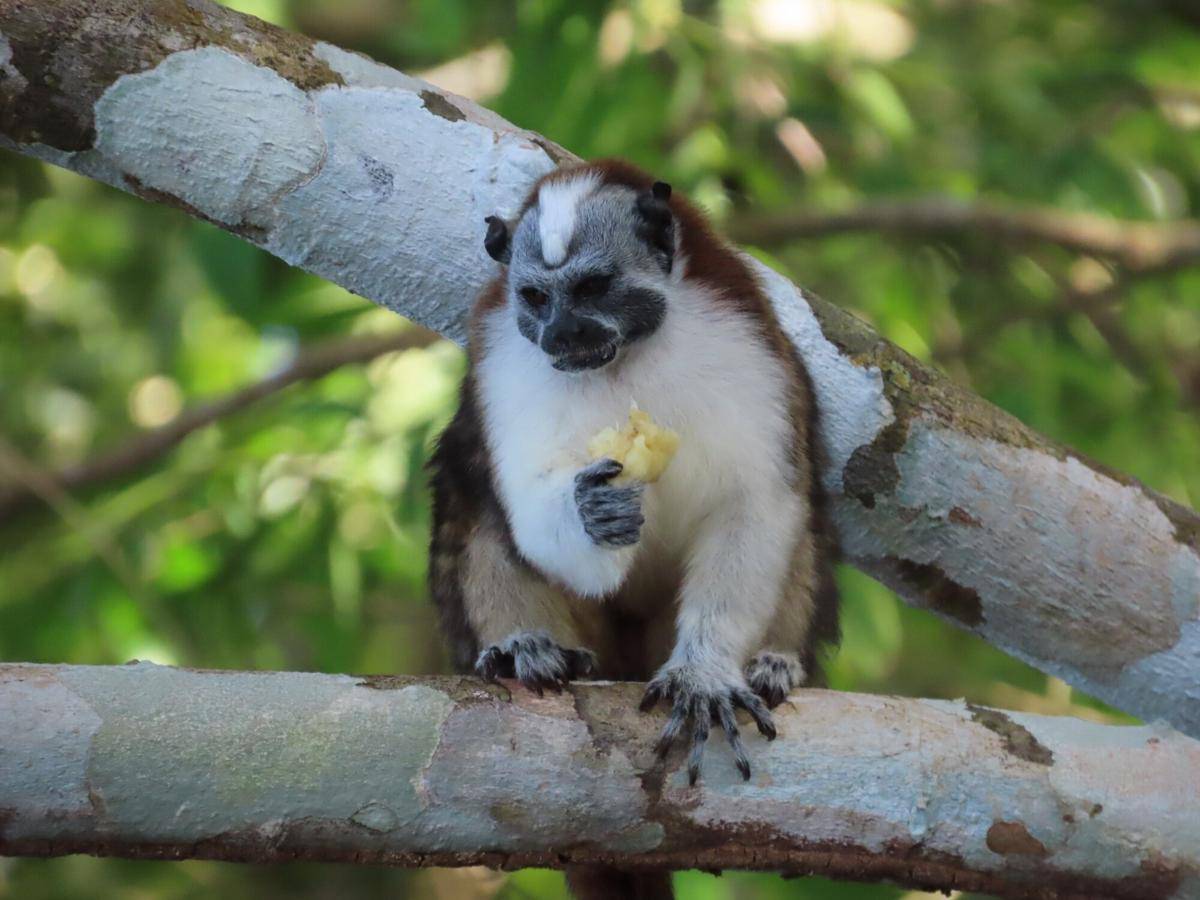 Geoffroy’s Tamarin