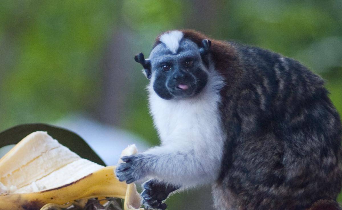 Geoffroy’s Tamarin