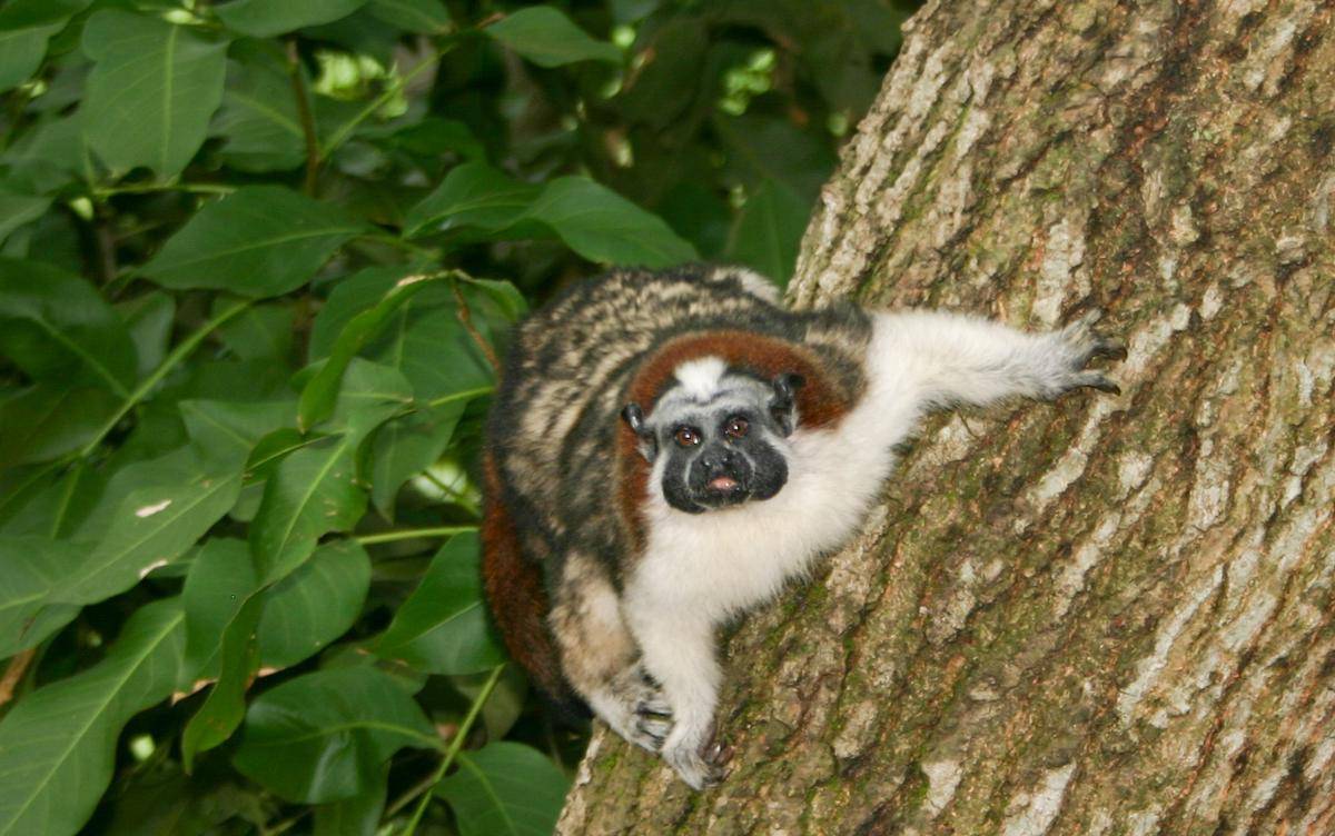 Geoffroy’s Tamarin
