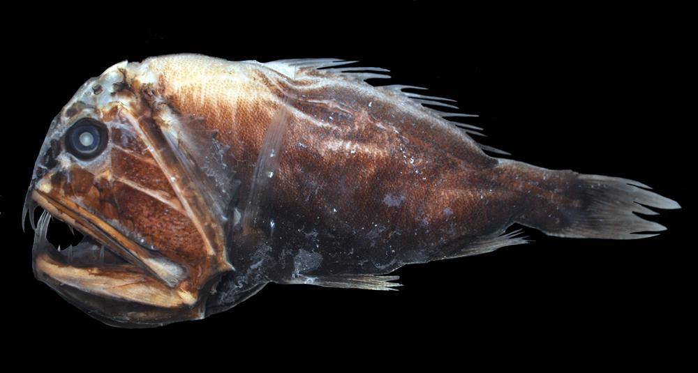 Ikan Gigi Taring