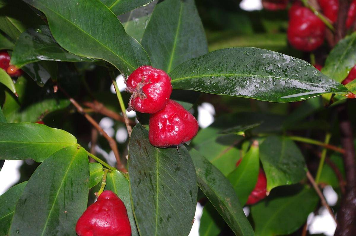 daun jambu (commons.wikimedia.org/Jan Helebrant)