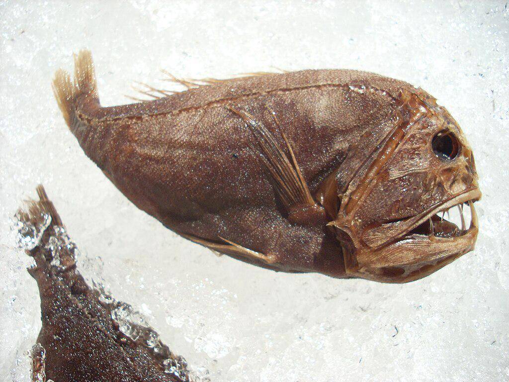 Ikan Gigi Taring