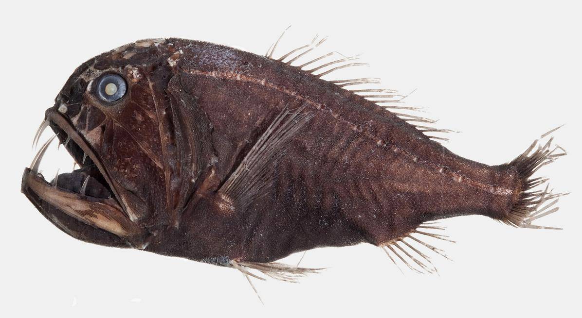 Ikan Gigi Taring
