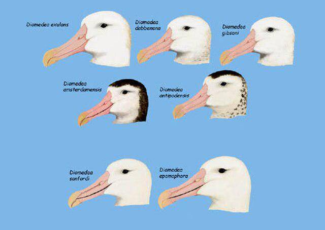 Perbedaan kepada albatross genus Diomedea (commons.wikimedia.org/Mypteronura)