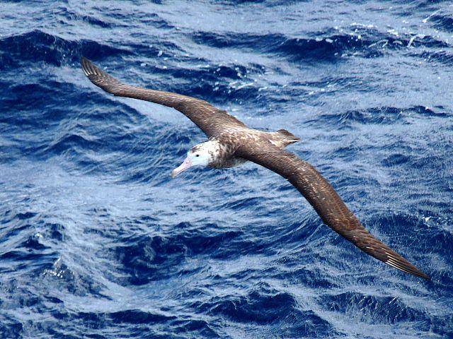Tristan Albatross (commons.wikimedia.org/Michael Clarke Stuff)