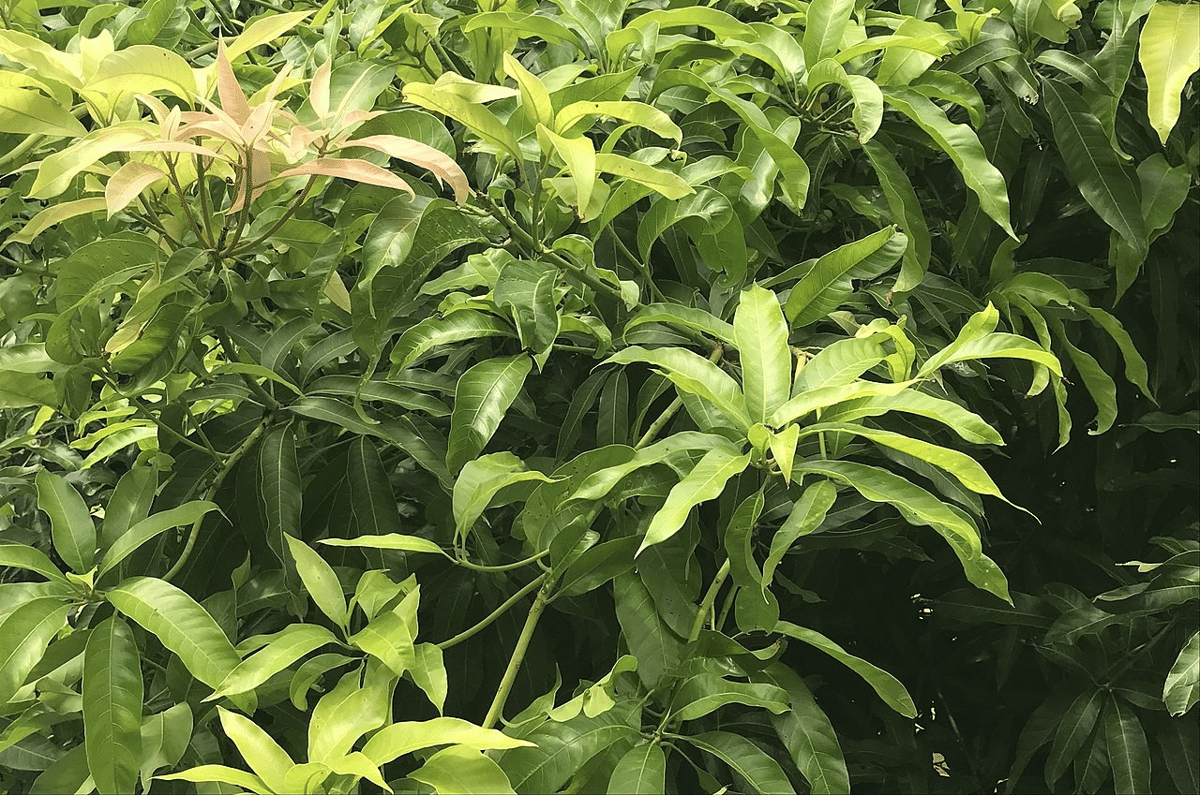 duan mangga (commons.wikimedia.org/Dijaxavier)