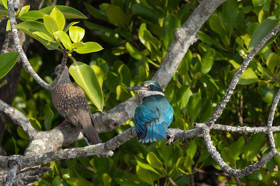 seekor cekakak sungai bertengger dengan burung lain (commons.wikimedia.org/Tisha Mukherjee)