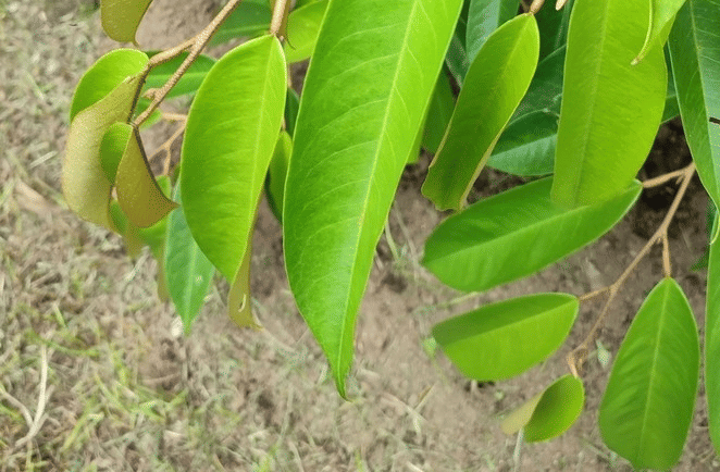 daun durian (inaturalist.org/Moch. Fadrin A. Indo)