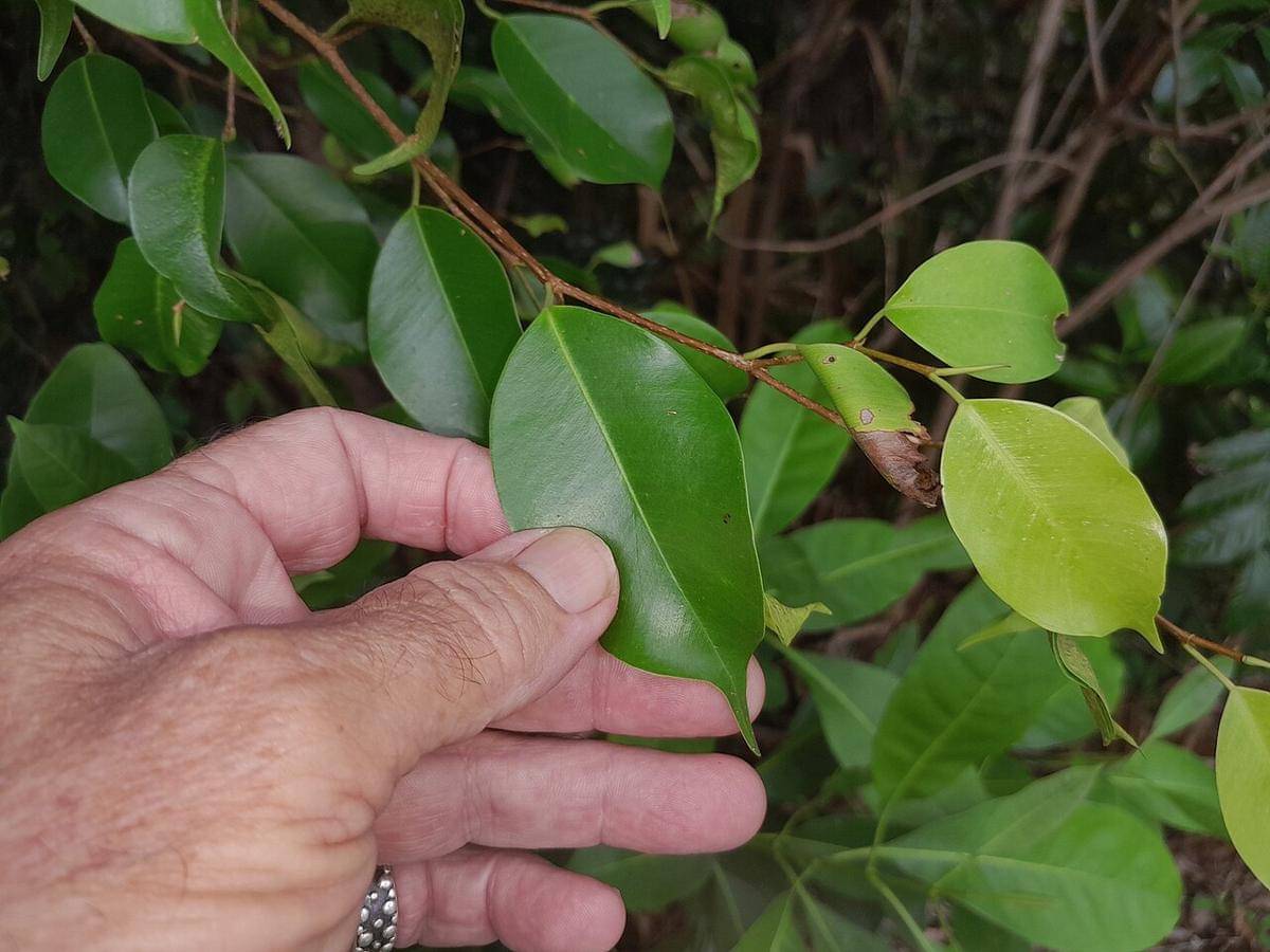 daun beringin (commons.wikimedia.org/Steve Fitzgerald)