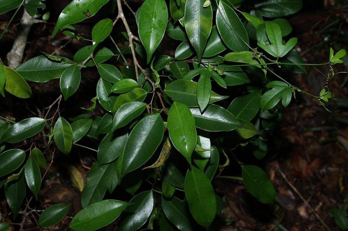 duan beringin (commons.wikimedia.org/Greg Tasney)