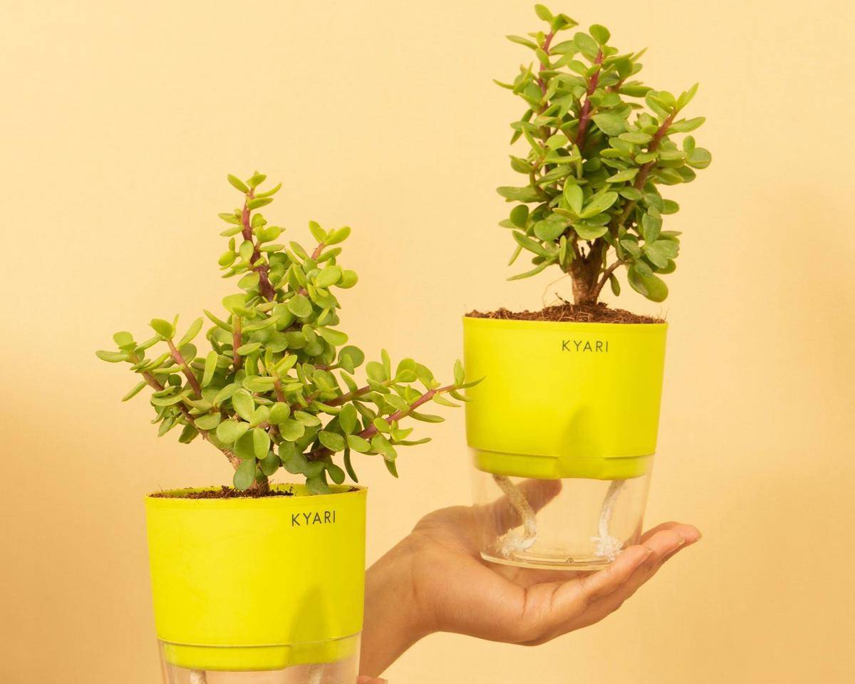 iliustrasi pot tanaman dengan fitur self watering 