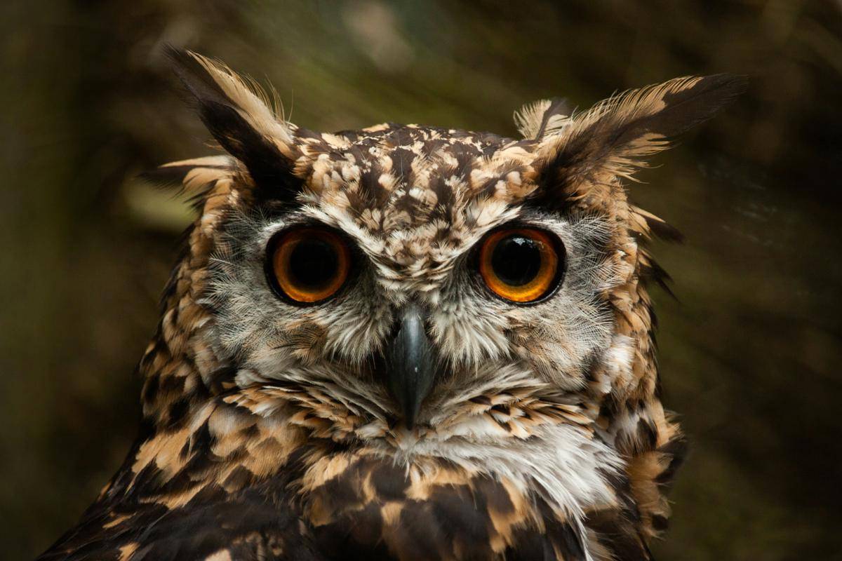 Burung hantu (unsplash.com/Jevgeni)