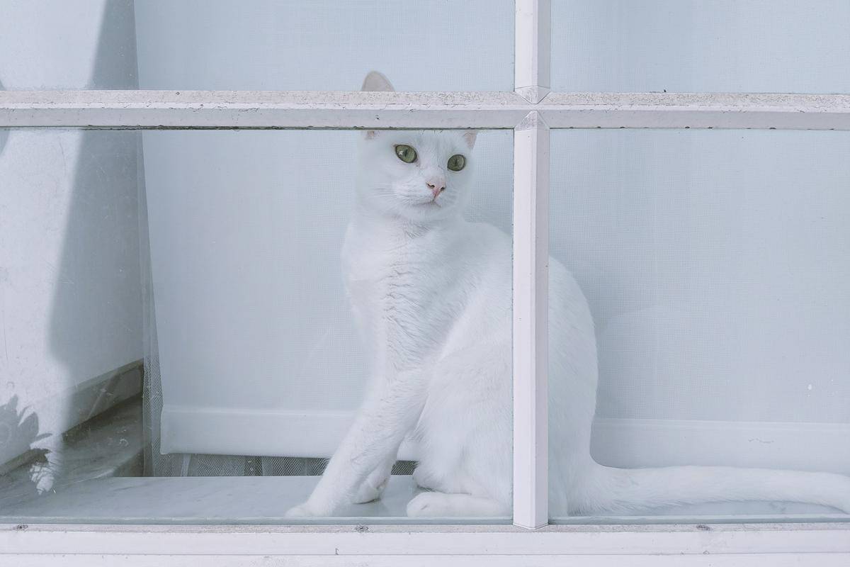 Ilustrasi kucing putih