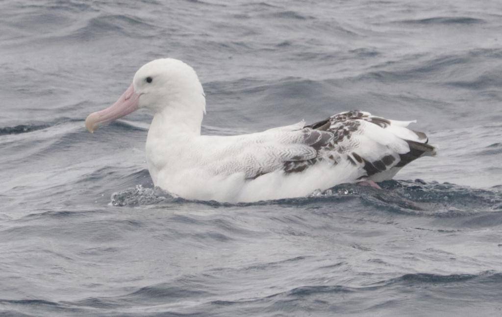 Tristan Albatross (inaturalist.org/Ryan van Huyssteen)