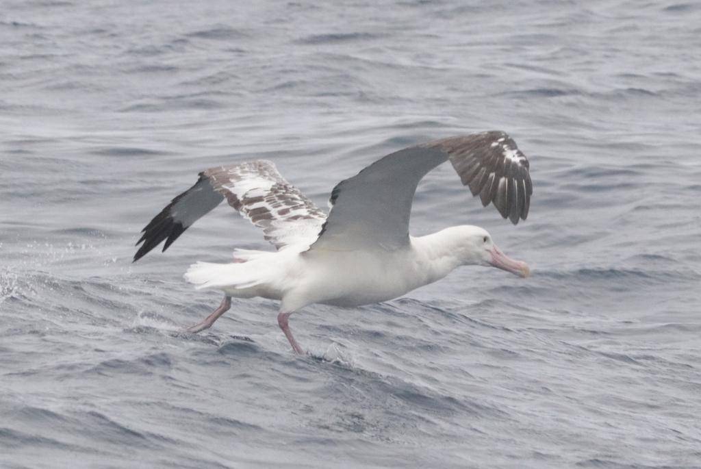Tristan Albatross (inaturalist.org/Ryan van Huyssteen)