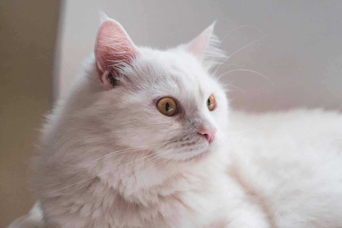 Ilustrasi kucing putih 
