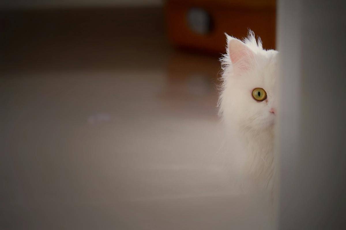 Ilustrasi kucing putih sedang mengintip